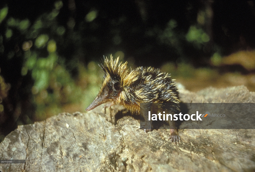 Veteado Tenrec (Hemicentetes semispinosus), Madagascar