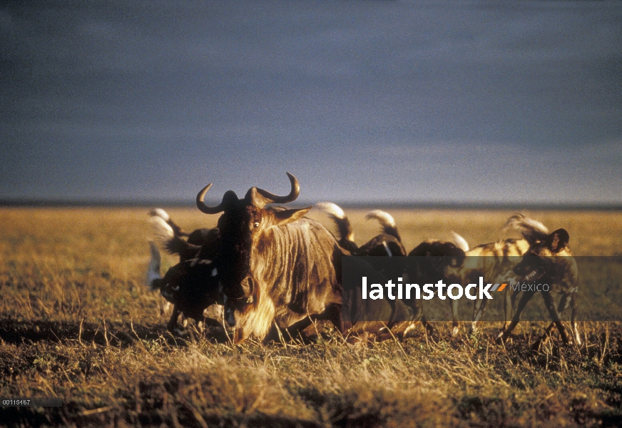 Pack de perros salvajes africanos (Lycaon pictus) captura un ñu azul (Connochaetes taurinus), Parque