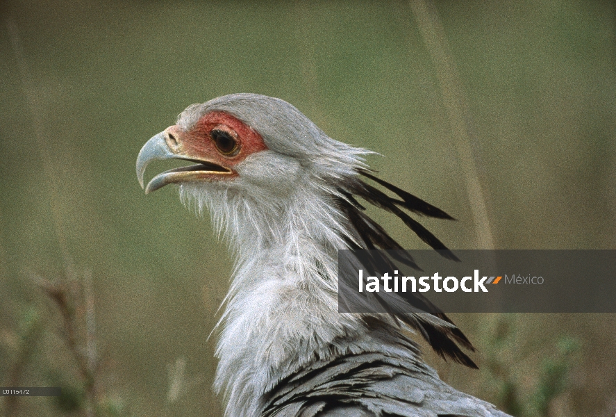 Retrato de pájaro Secretario (Sagittarius serpentarius), Parque Nacional del Serengeti, Tanzania