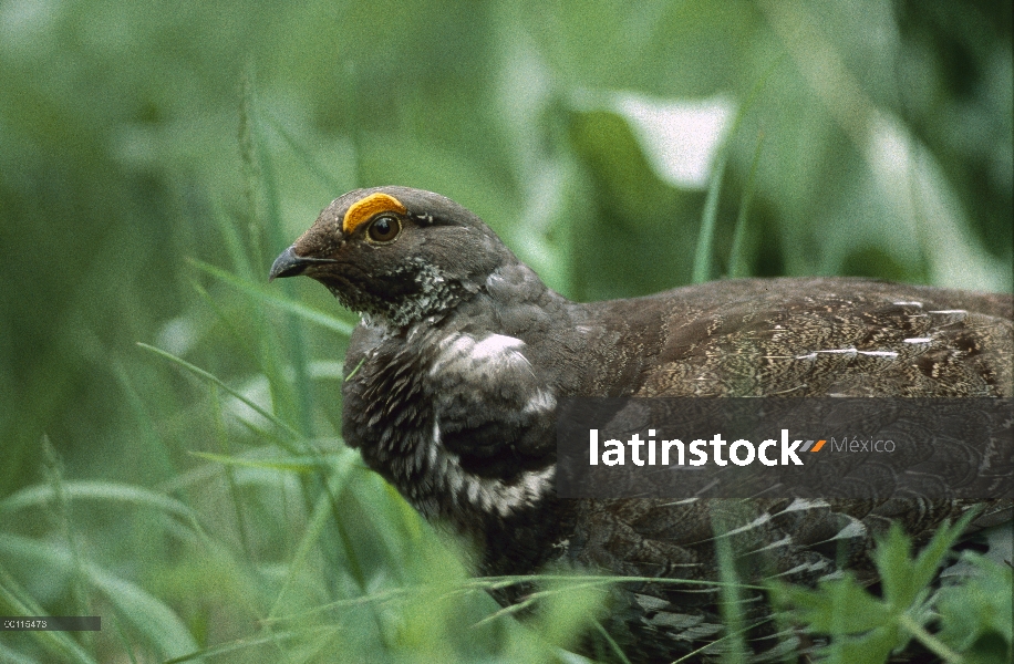 Hombre azul Grouse (obscurus de Dendragapus), América del norte