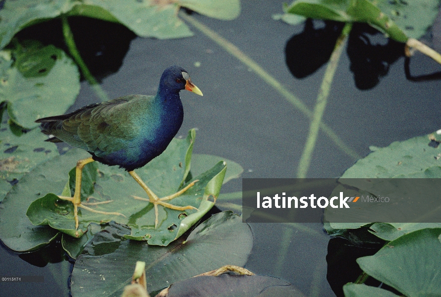 Calamón (Porphyrio martinicus) caminar sobre cojines de lirio, América del norte