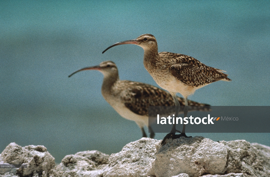 Cerda Mora par Curlew (tahitiensis de Numenius), Alaska