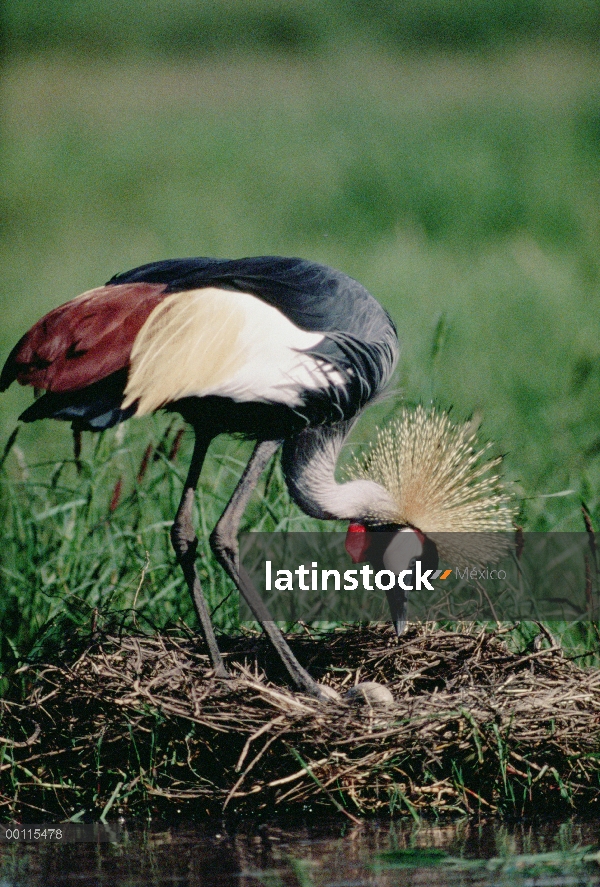 Padre de la grulla de cabeza gris (Balearica regulorum) cuidando huevos en el nido, África