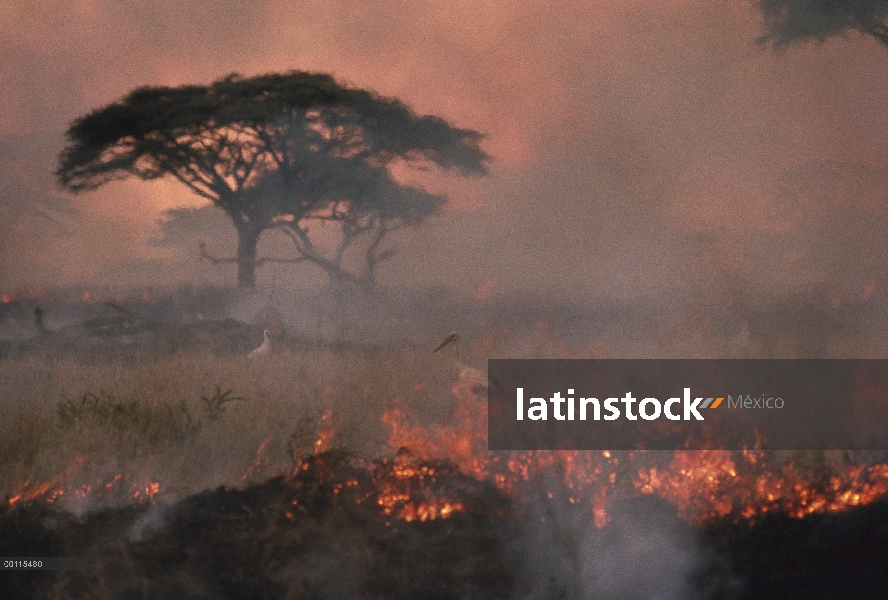 Hierba de fuego con los pájaros que se alimentan de insectos que huyen, Serengeti, África