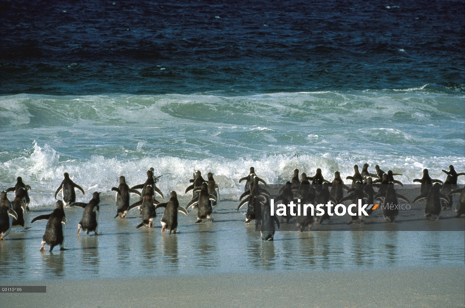 Grupo del pingüino de Magallanes (Spheniscus magellanicus) que el océano, las Islas Malvinas