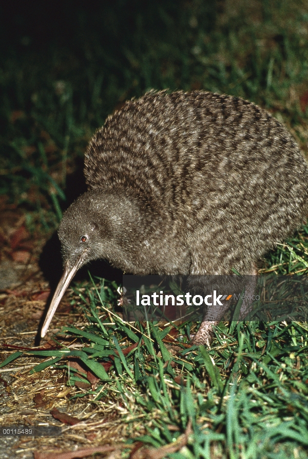 Gran Kiwi manchado (Apteryx haastii) en hábitat de bosque húmedo, profundo sentido del olfato y fosa