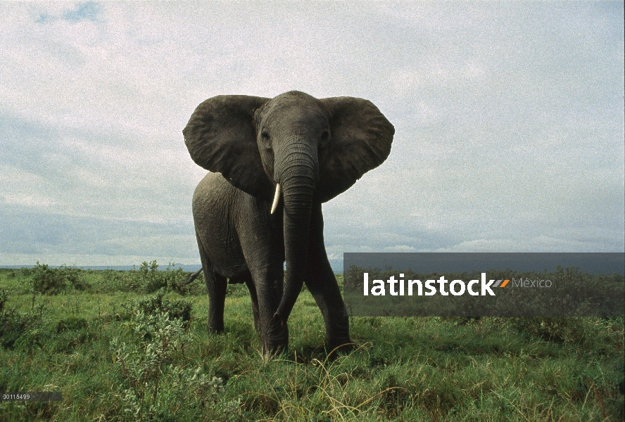 Retrato hombre elefante africano (Loxodonta africana), Parque Nacional del Serengeti, Tanzania