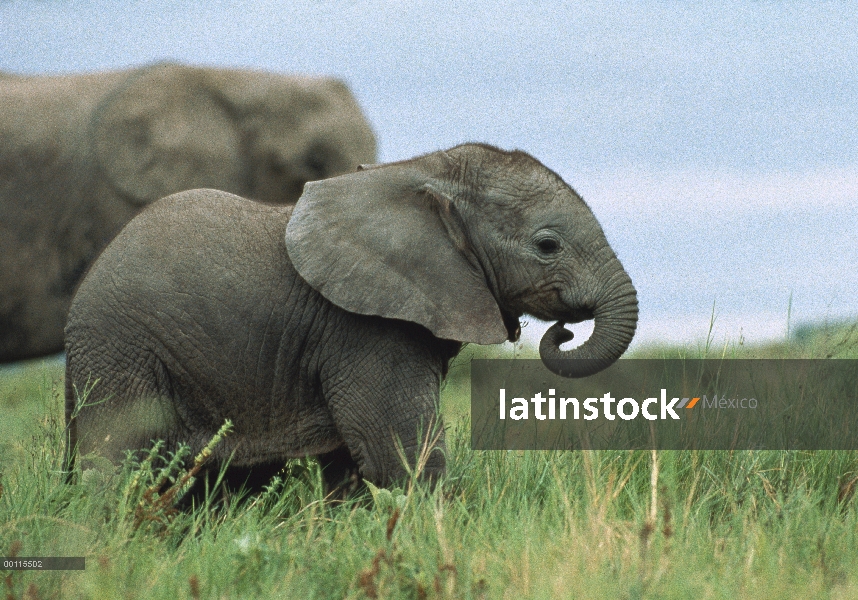 Becerro del elefante africano (Loxodonta africana), Parque Nacional del Serengeti, Tanzania