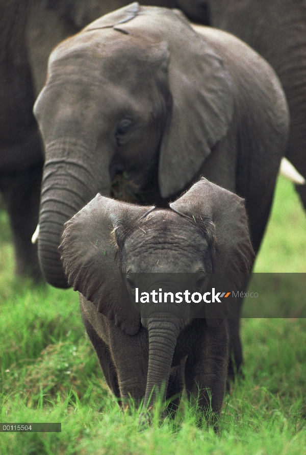 Juvenil de elefante africano (Loxodonta africana) y becerro, Parque Nacional del Serengeti, Tanzania