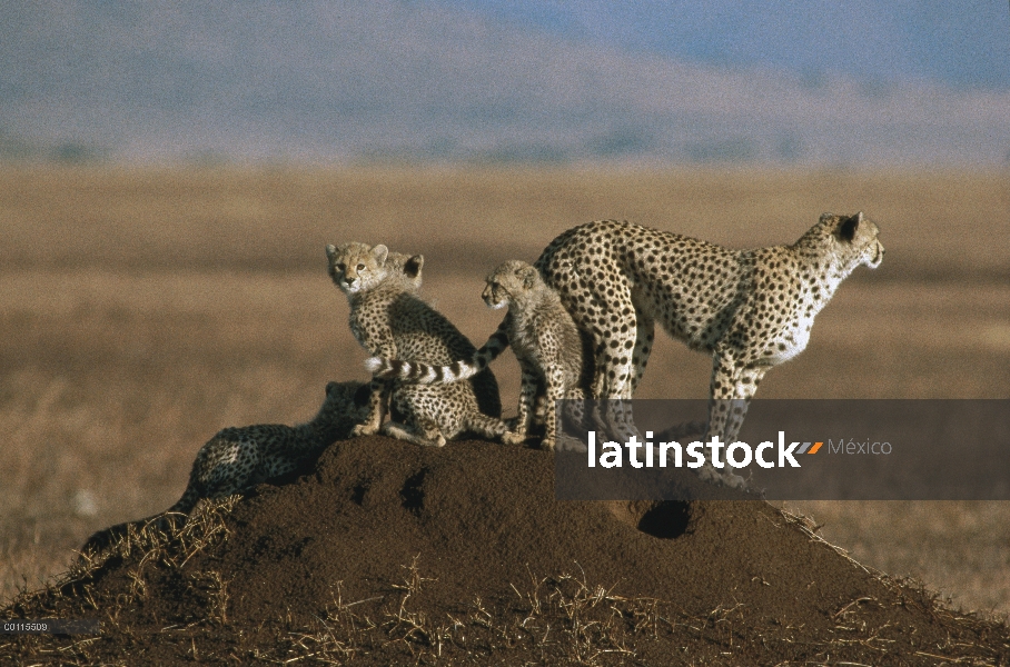 Guepardo (Acinonyx jubatus) madre y cachorros en la cima de la termita de la Lomita, Serengeti, Tanz