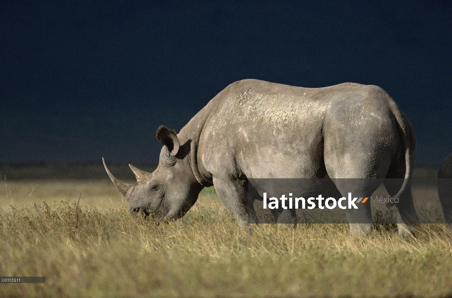 Rinoceronte negro (Diceros bicornis), pastoreo, cráter del Ngorongoro, Tanzania