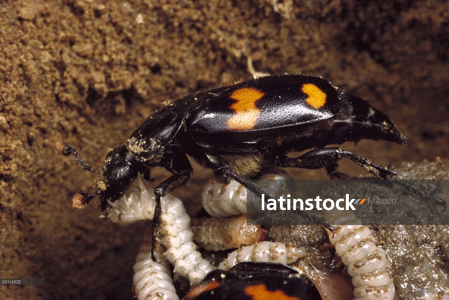 Escarabajo del soterramiento (Nicrophorus orbicollis) recicla una rata muerta por poner huevos cerca