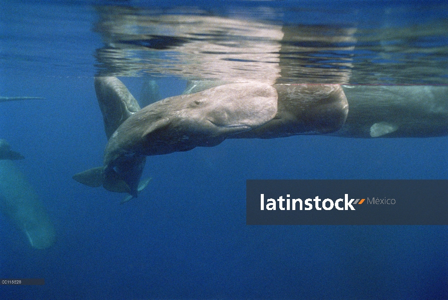 Cría de cachalote (Physeter macrocephalus) bajo el agua