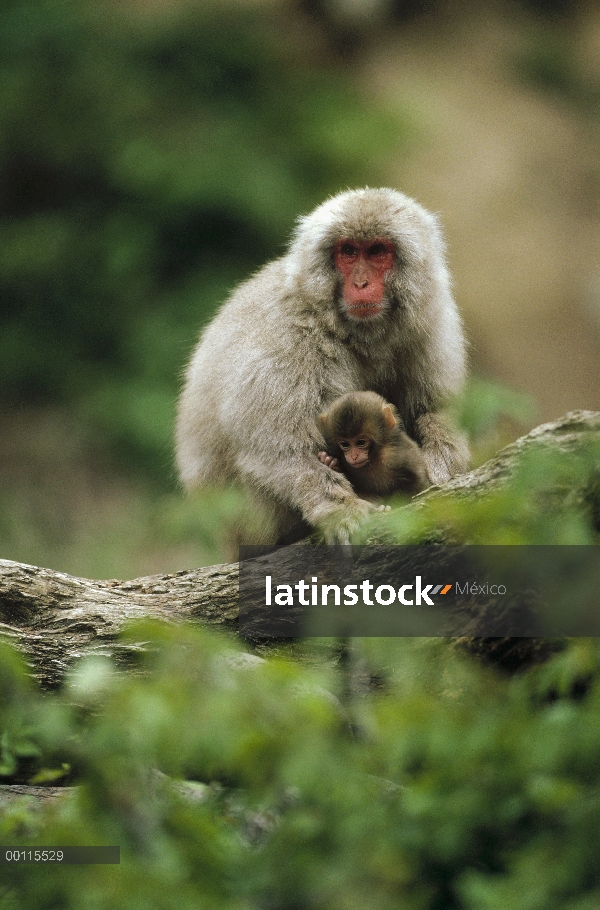 Madre de macaco japonés (Macaca fuscata) y jóvenes, Japón