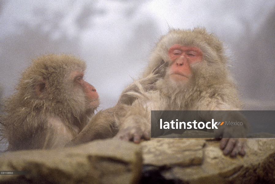 Macaco japonés (Macaca fuscata) par acicalamiento en primavera caliente, Japón