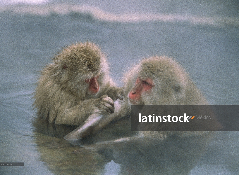 Par de macaco japonés (Macaca fuscata) uno al otro la preparación en caliente del resorte, Japón