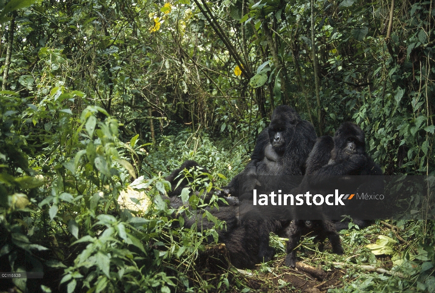 Grupo de montaña gorila (Gorilla gorilla beringei) en la selva, República Democrática del Congo