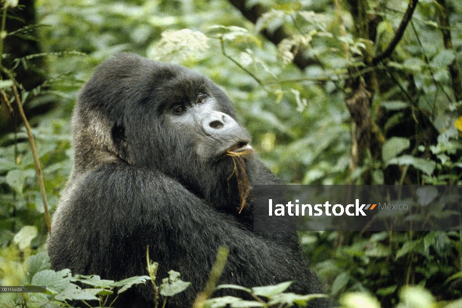 Hombre de gorila (Gorilla gorilla beringei) montaña alimentándose de corteza, República Democrática 