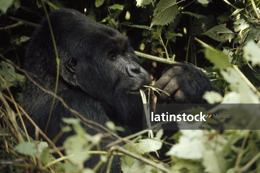 Hombre de gorila (Gorilla gorilla beringei) montaña alimentándose del follaje, República Democrática