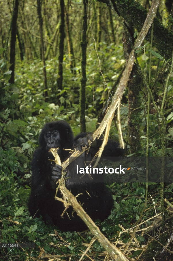 Gorila de montaña (Gorilla gorilla beringei) alimentándose de rama, República Democrática del Congo