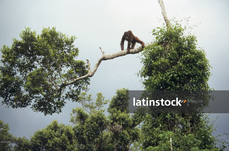 Orangután (Pongo pygmaeus) en el árbol, reserva forestal de Sepilok, Sabah, Borneo, Malasia