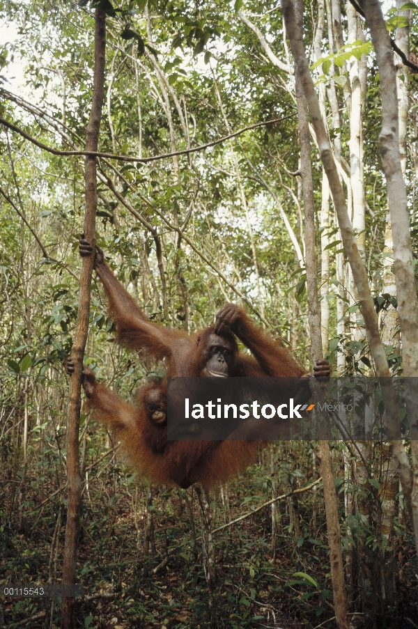 Madre orangután (Pongo pygmaeus) y el joven cuelga en el árbol, reserva forestal de Sepilok, Sabah, 