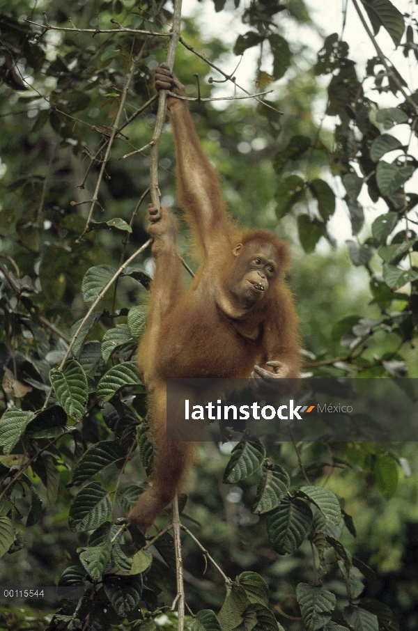 Orangután (Pongo pygmaeus) juvenil colgando en el árbol, reserva forestal de Sepilok, Sabah, Borneo,