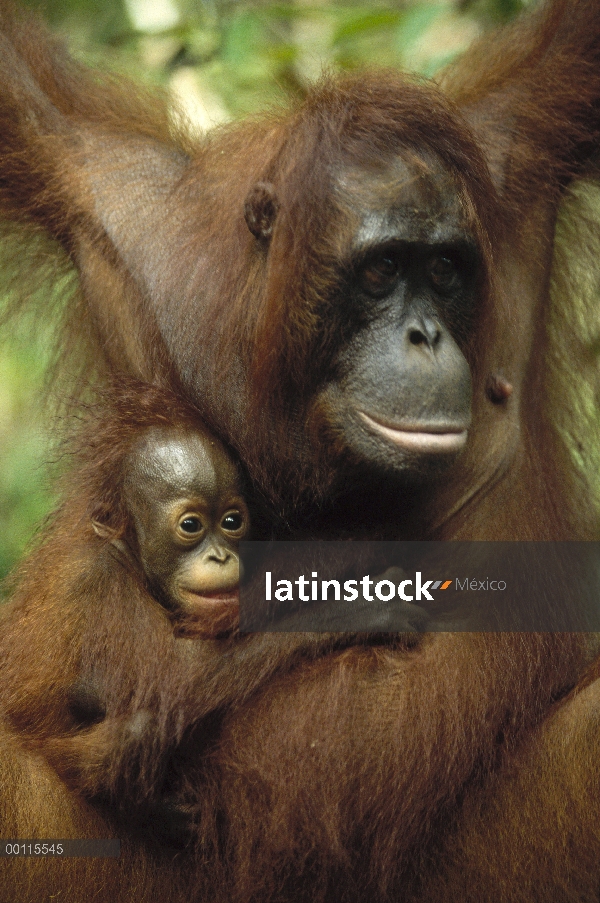 Madre orangután (Pongo pygmaeus) y los jóvenes, reserva forestal de Sepilok, Sabah, Borneo, Malasia