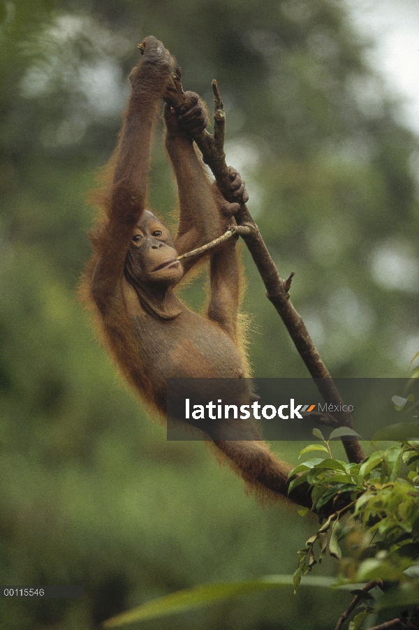 Orangután (Pongo pygmaeus) joven jugando en árbol, reserva forestal de Sepilok, Sabah, Borneo, Malas