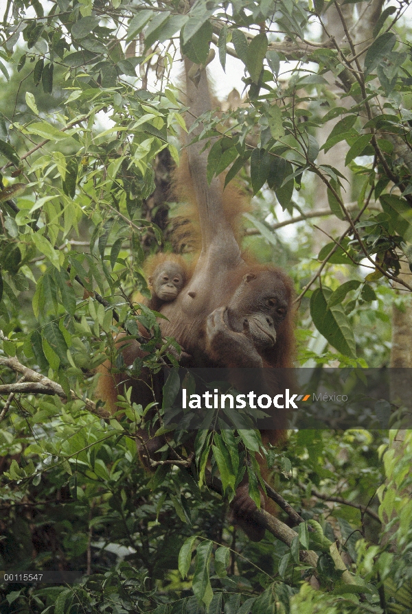 Orangután (Pongo pygmaeus) madre y el bebé colgando en el árbol, reserva forestal de Sepilok, Sabah,