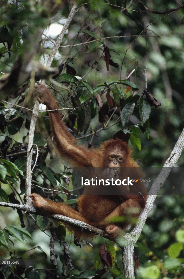 Orangután (Pongo pygmaeus) en el árbol, reserva forestal de Sepilok, Sabah, Borneo, Malasia