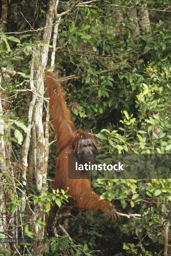 Hombre (Pongo pygmaeus) de orangután colgando en el árbol, reserva forestal de Sepilok, Sabah, Borne