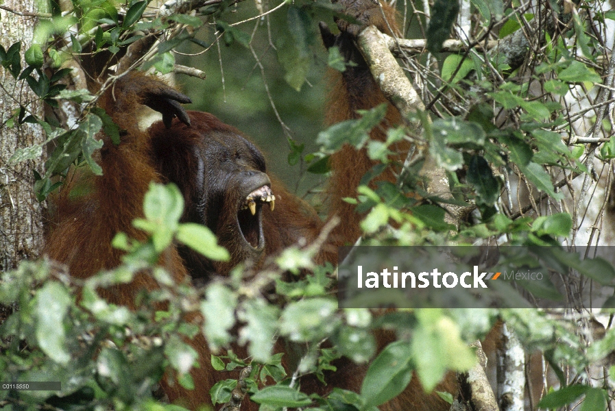 Hombre de orangután (Pongo pygmaeus) de árbol, reserva forestal de Sepilok, Sabah, Borneo, Malasia