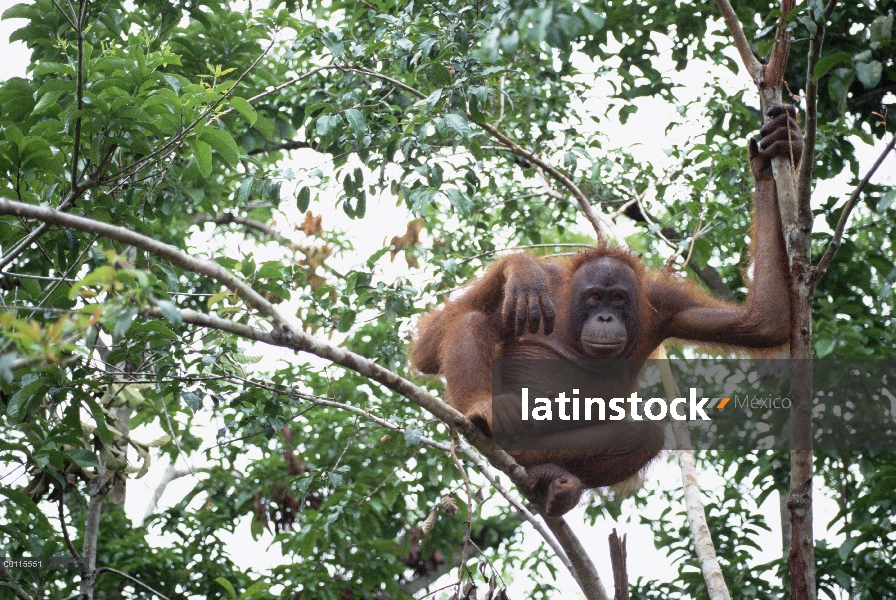 Orangután (Pongo pygmaeus) en el árbol, reserva forestal de Sepilok, Sabah, Borneo, Malasia