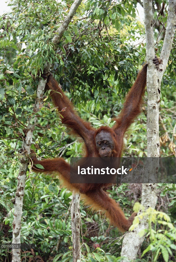 Orangután (Pongo pygmaeus) juvenil colgando en el árbol, reserva forestal de Sepilok, Sabah, Borneo,