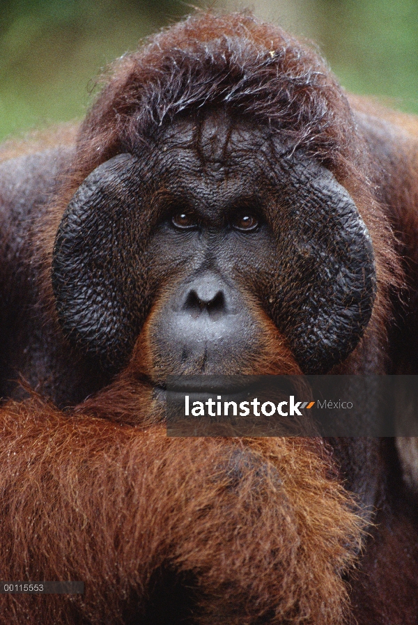 Retrato masculino de orangután (Pongo pygmaeus), reserva forestal de Sepilok, Sabah, Borneo, Malasia