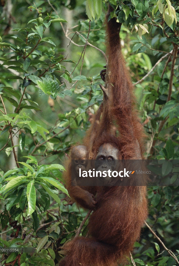 Madre orangután (Pongo pygmaeus) y el joven cuelga en el árbol, reserva forestal de Sepilok, Sabah, 