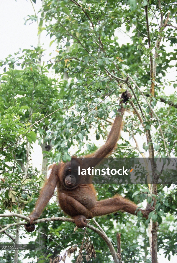 Orangután (Pongo pygmaeus) en el árbol, reserva forestal de Sepilok, Sabah, Borneo, Malasia