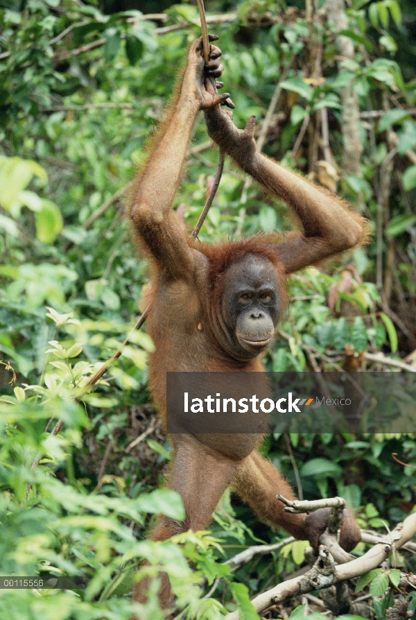 Orangután (Pongo pygmaeus) en el árbol, reserva forestal de Sepilok, Sabah, Borneo, Malasia