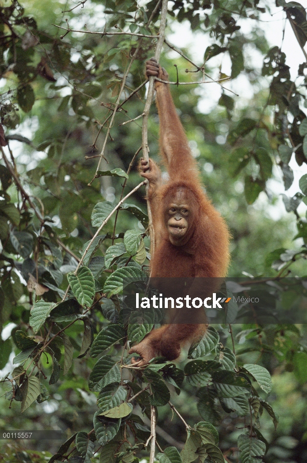 Orangután (Pongo pygmaeus) juvenil colgando en el árbol, reserva forestal de Sepilok, Sabah, Borneo,