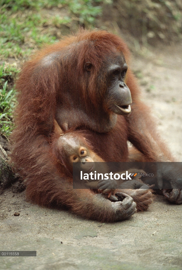 Madre orangután (Pongo pygmaeus) y los jóvenes, reserva forestal de Sepilok, Sabah, Borneo, Malasia