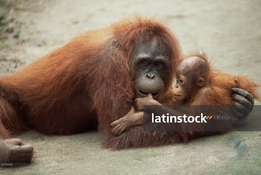 Madre orangután (Pongo pygmaeus) y los jóvenes, reserva forestal de Sepilok, Sabah, Borneo, Malasia