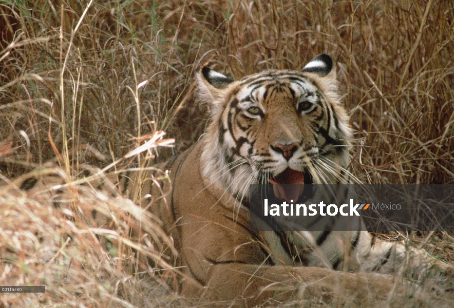 Tigre de Bengala (Panthera tigris tigris) jadeando, India