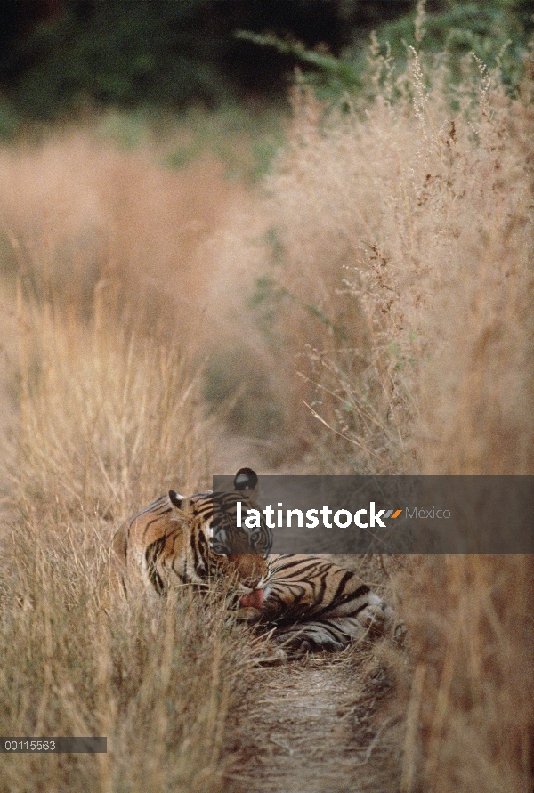 Tigre de Bengala (Panthera tigris tigris) de la preparación sí mismo en el medio pie camino, India