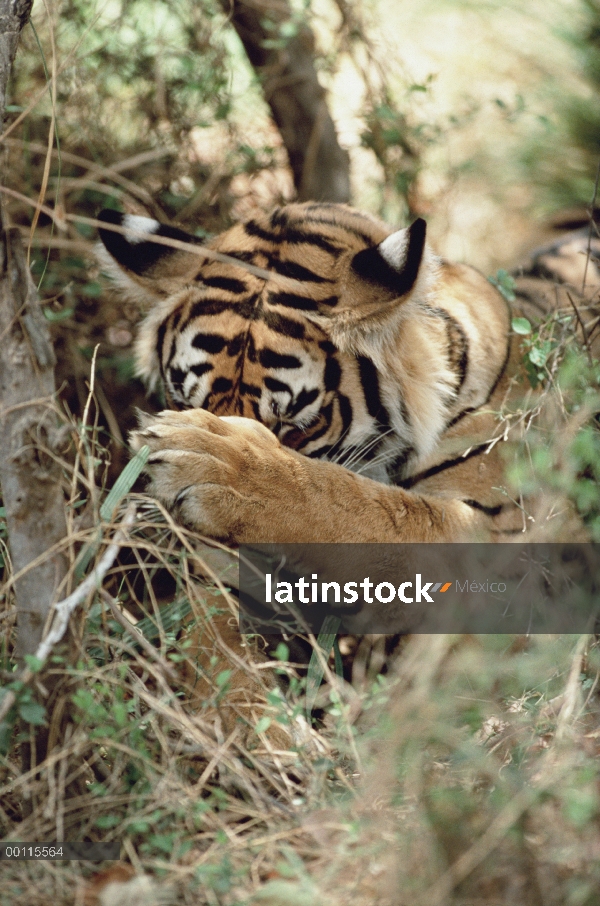 Tigre de Bengala (Panthera tigris tigris) preparación mientras que se reclina en el suelo del bosque