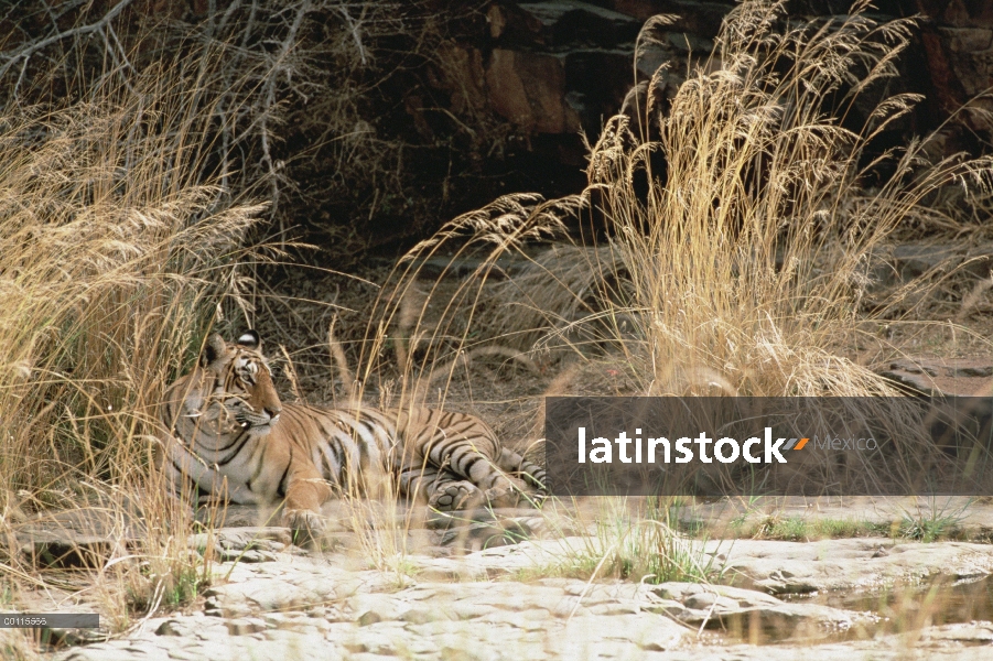 Tigre de Bengala (Panthera tigris tigris) parcialmente camuflado en hierba, India