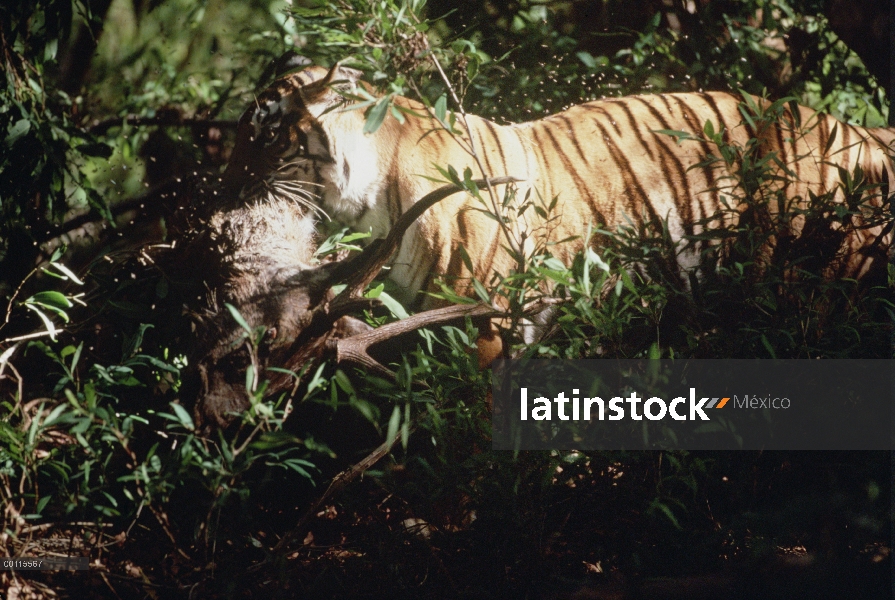 Tigre de Bengala (Panthera tigris tigris) llevando los restos de ciervos del bosque, India