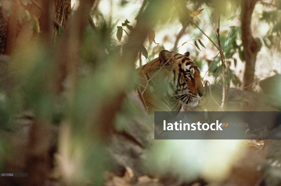 Tigre de Bengala (Panthera tigris tigris) parcialmente camuflado en la selva, India