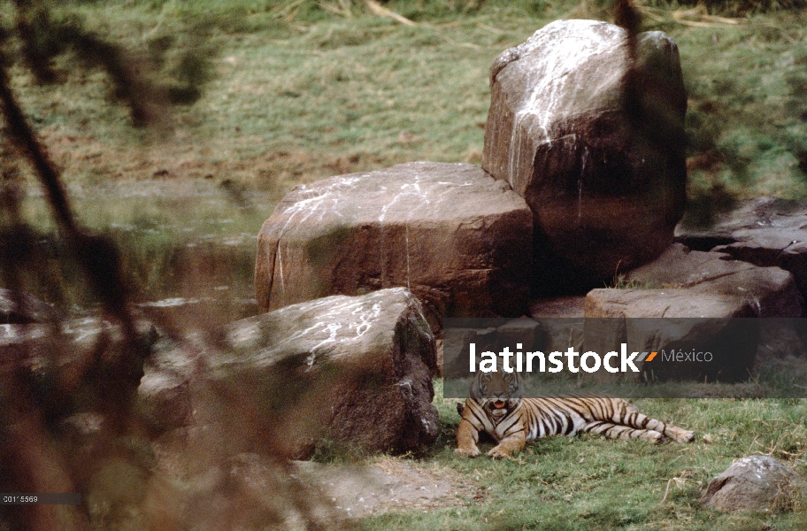 Tigre de Bengala (Panthera tigris tigris) descansando al lado de rocas, India