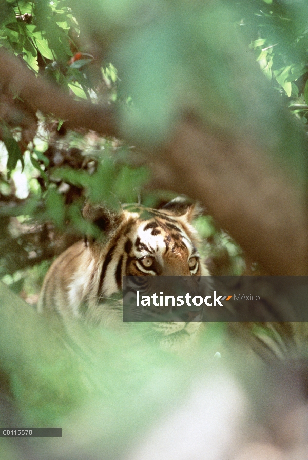 Retrato de tigre de Bengala (Panthera tigris tigris) en la selva, India